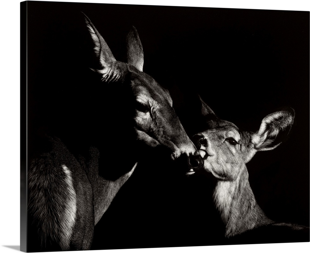 Contemporary scratchboard artwork of a mother deer nuzzling her young fawn.