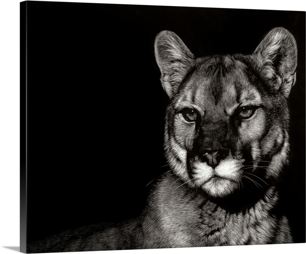 Black and white illustration of a cougar with an intense stare.