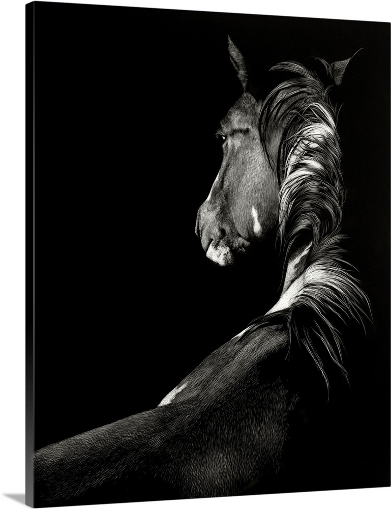 Black and white illustration of a horse seen from the back.
