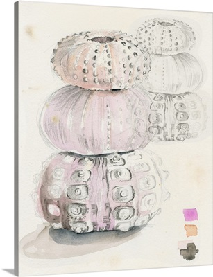 Sea Urchin Sketches II