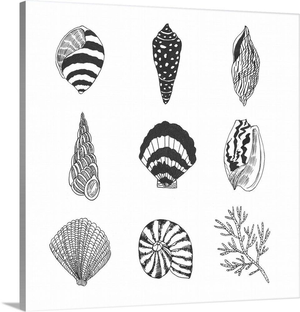 Black and white illustrations of a variety of shells.