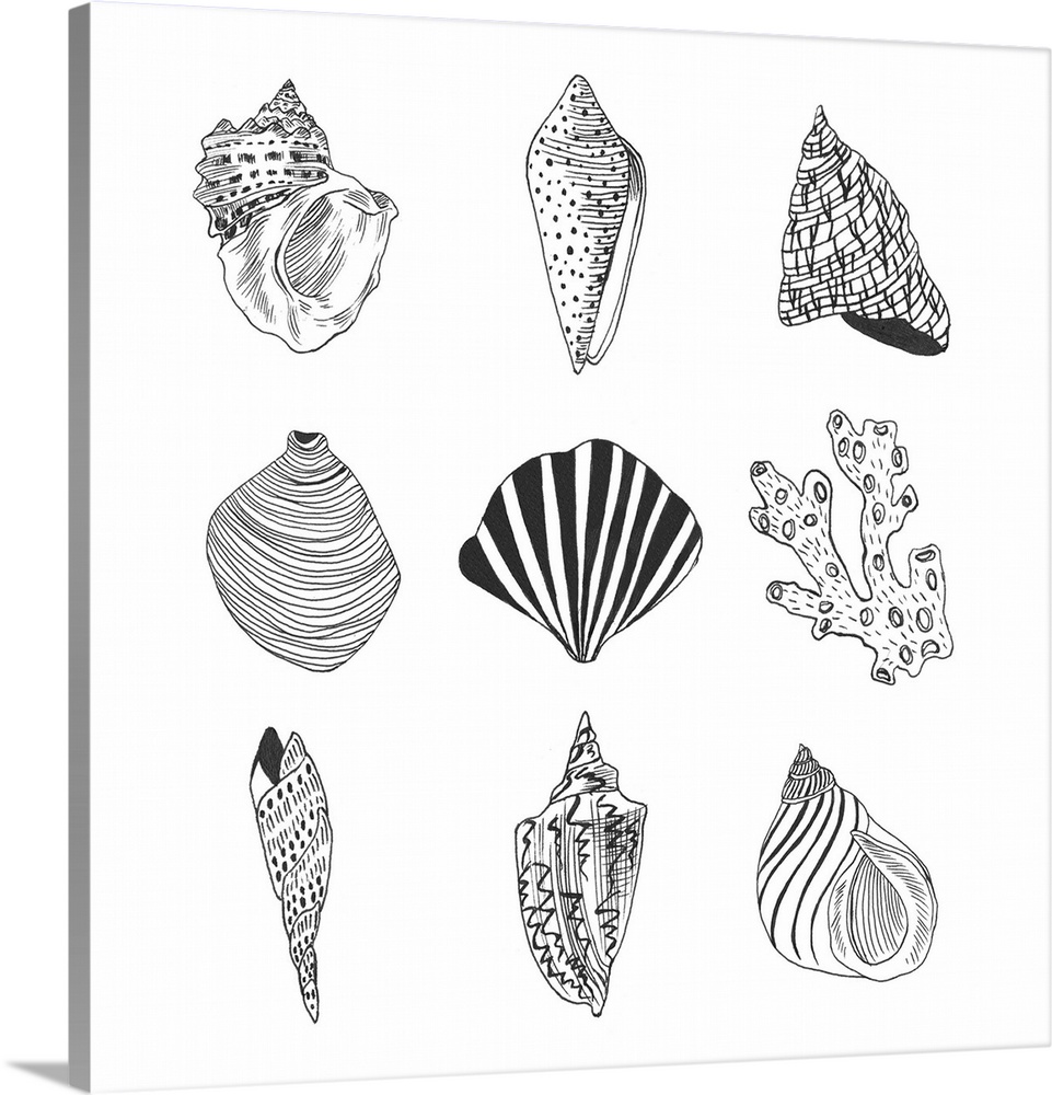 Black and white illustrations of a variety of shells.