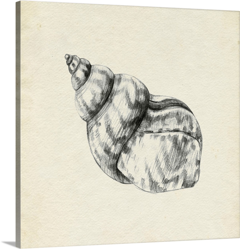 Seashell Pencil Sketch III
