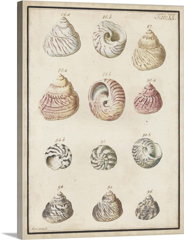 Vintage stylized scientific illustration of seashell types.