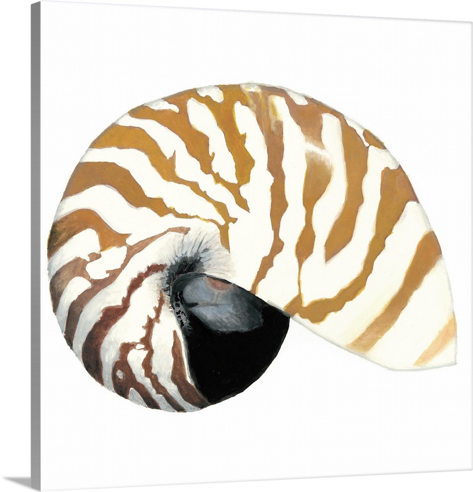 Detailed painting of a striped seashell.