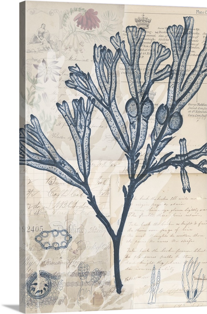 Indigo illustration of seaweed on old papers with handwritten text.