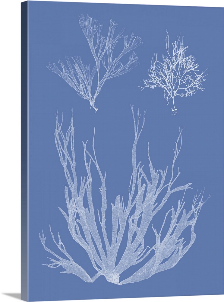Through a process called cyanotype, this photo features the silhouette of a seaweed plant on blue background.