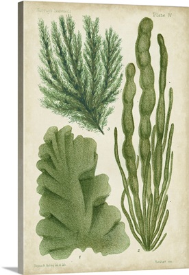 Seaweed Specimen in Green I