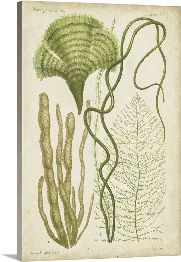 Seaweed Specimen in Green II