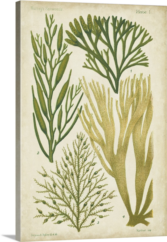 Seaweed Specimen in Green III