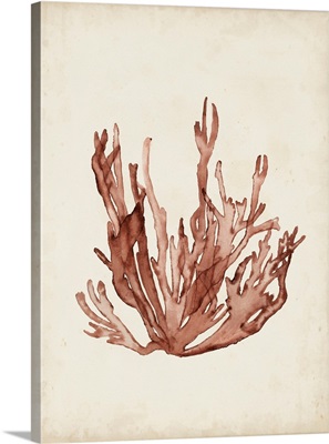 Seaweed Specimens VII