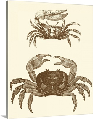 Sepia Crabs I