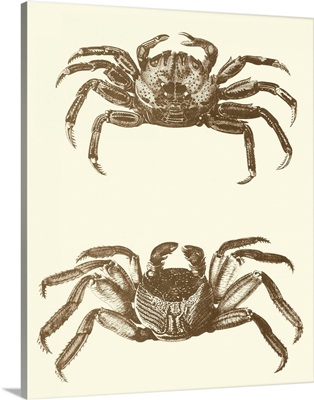 Sepia Crabs II