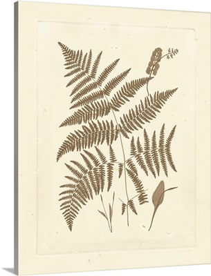 Sepia Ferns I