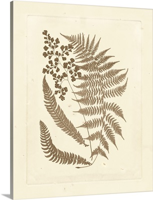 Sepia Ferns III