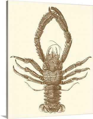 Sepia Lobster II
