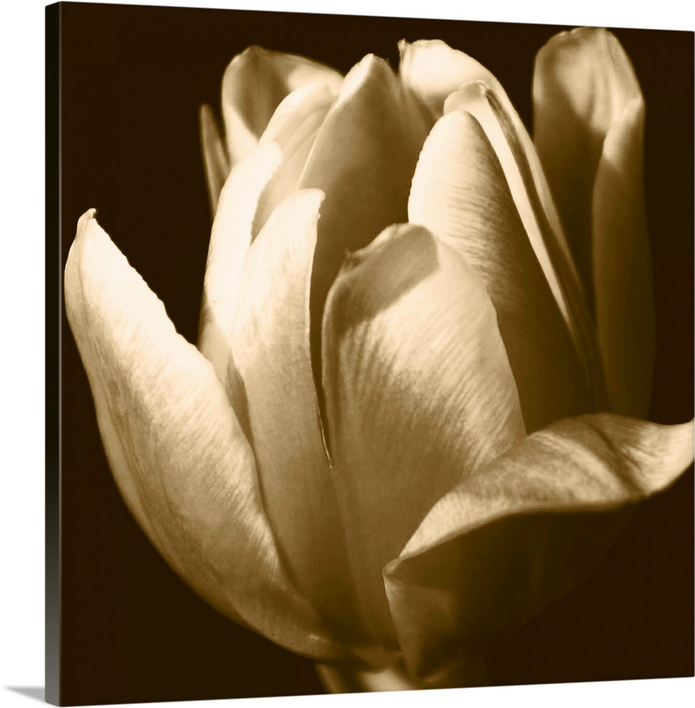 Sepia Tulip II