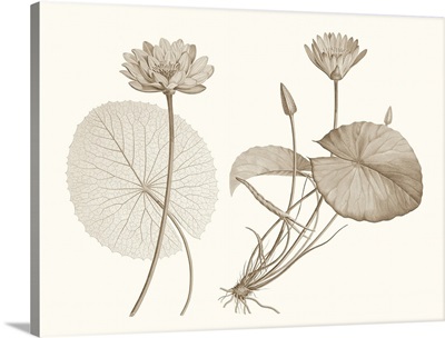Sepia Water Lily II