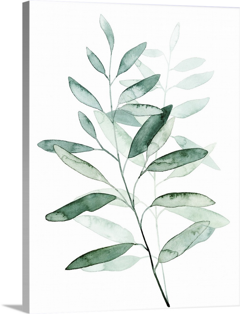 Watercolor artwork of a plant with pale green leaves.