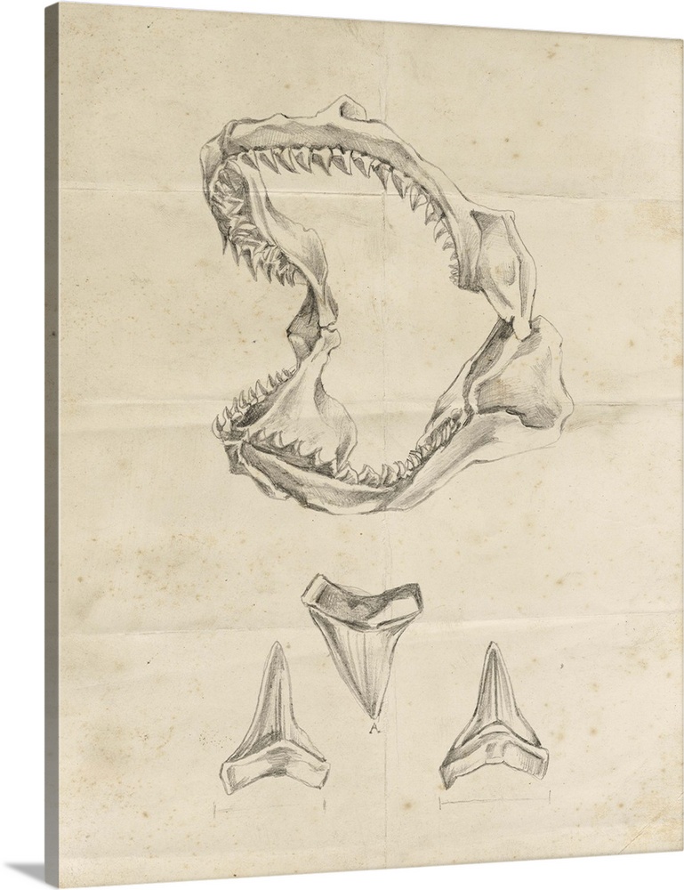 Vintage illustration of the jaws and teeth of a shark.