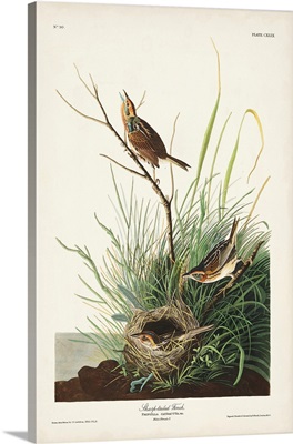 Sharp-Tailed Finch