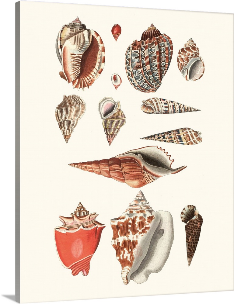 Shell Collection IV