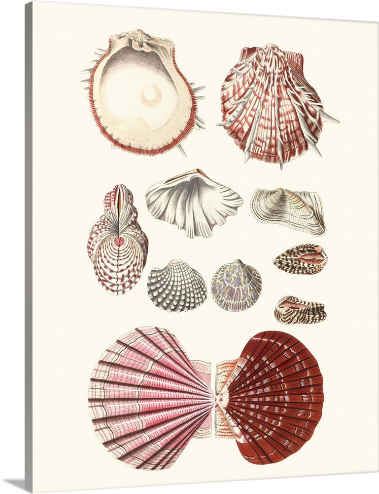 Shell Collection VI