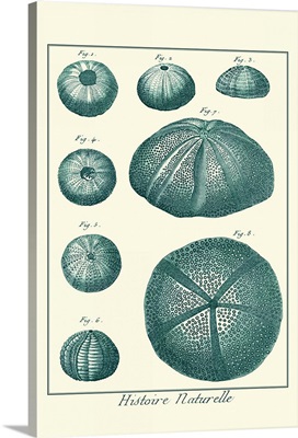 Shells in Aqua II
