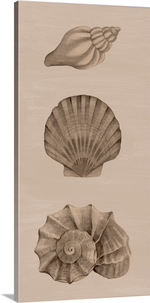 Shells On Sepia II