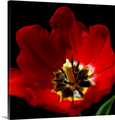 Shimmering Tulips II