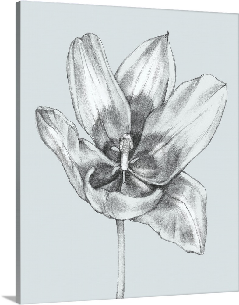 Silvery Blue Tulips II