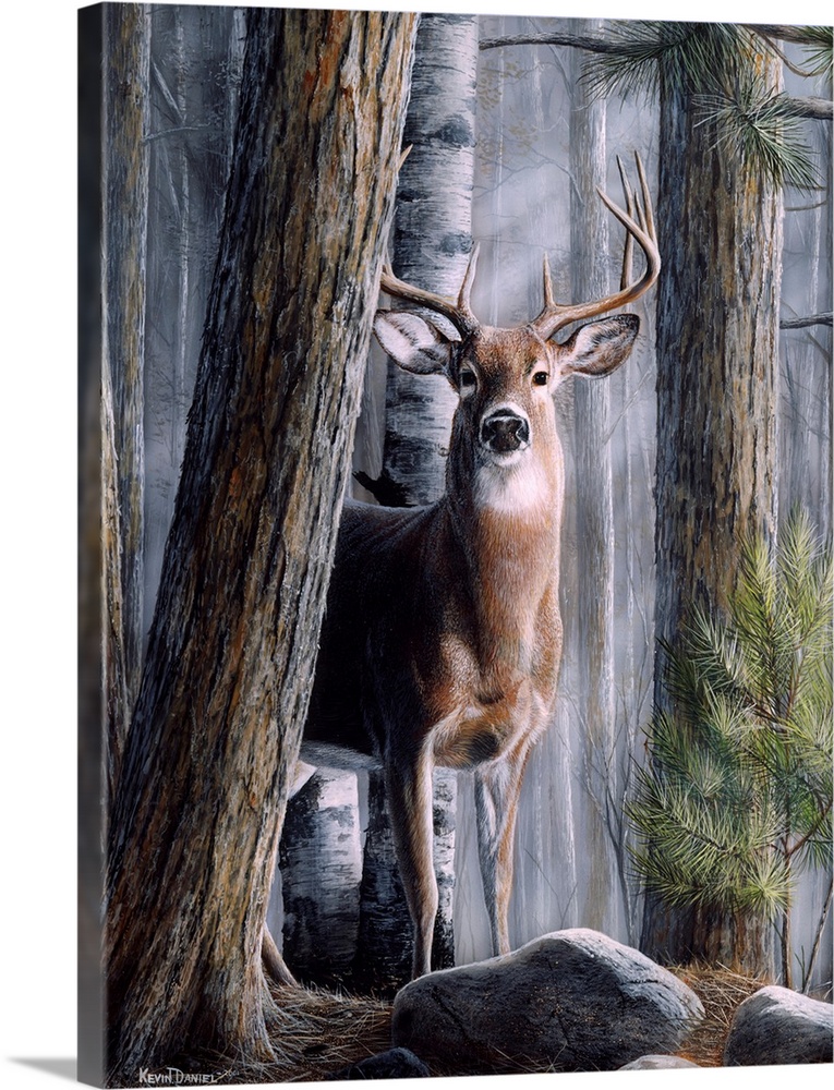 A large stag is drawn peering out from behind pine trees in a thick forest.