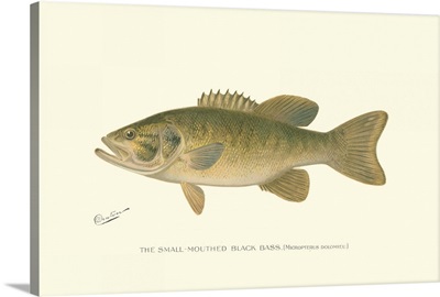 Small-Mouthed Black Bass