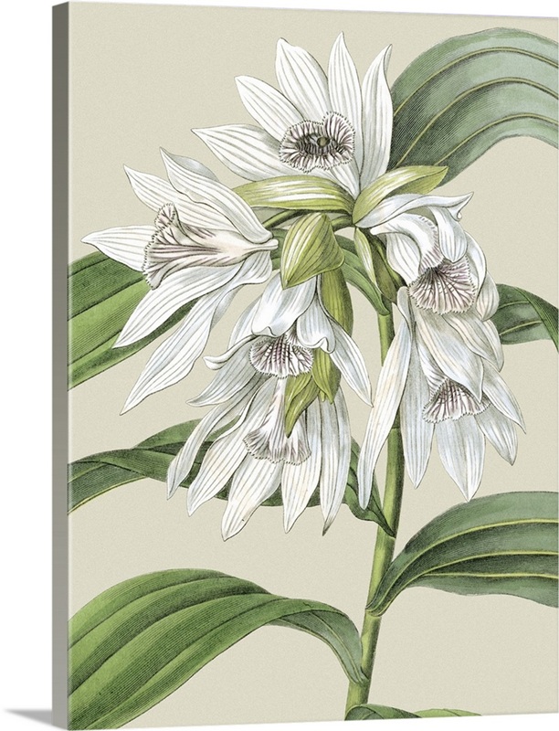 Small Orchid Blooms III | Great Big Canvas