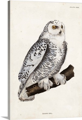 Snowy Owl