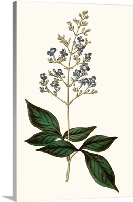 Soft Blue Botanicals IV