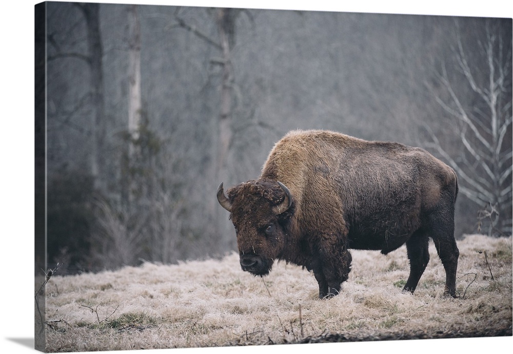 Solitary Bison II