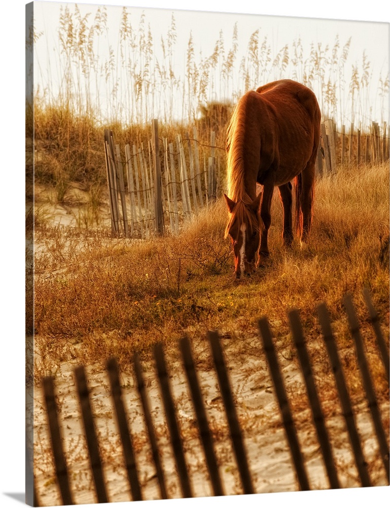 Fine art photo of a horse grazing on grassy dunes.