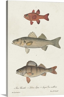 Species Of Antique Fish II