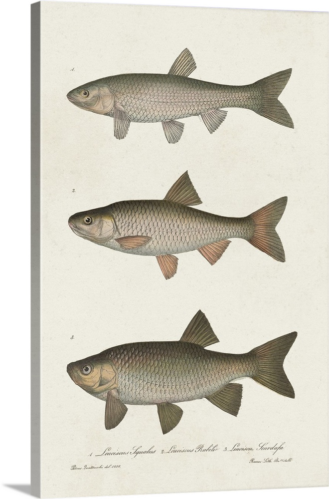 Species of Antique Fish IV