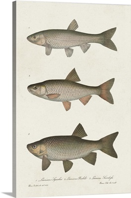 Species Of Antique Fish IV