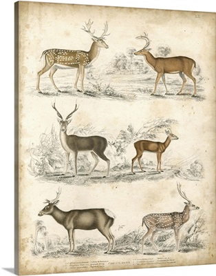 Species of Deer