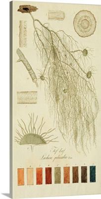 Species of Lichen II