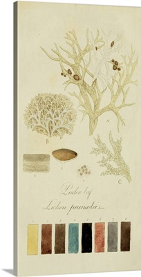 Species of Lichen IV