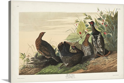 Spotted Grouse