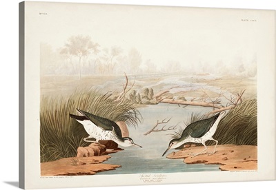 Spotted Sandpiper