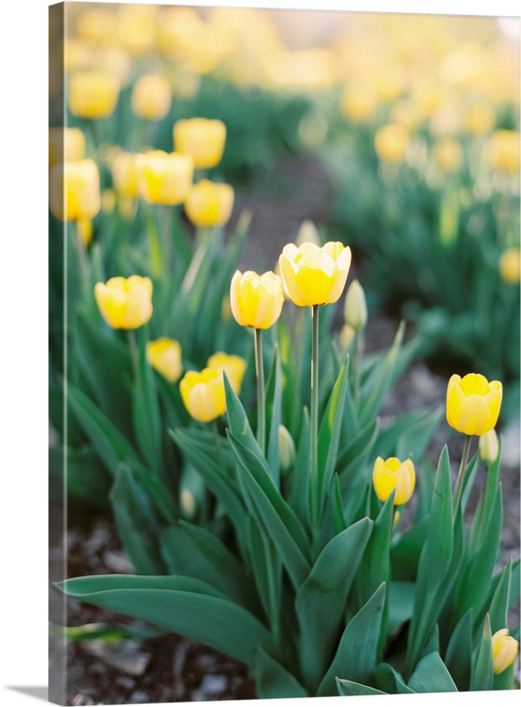 Short depth of field photograph of yellow tulip flowers in the field, Norway.