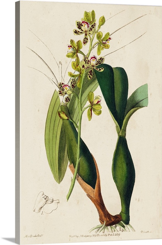 Spring Orchid III | Great Big Canvas