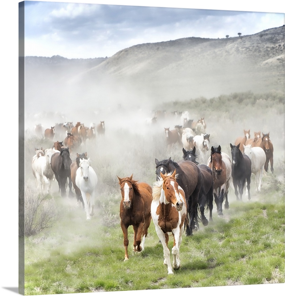 Fine art photo of a herd of wild horses running across the plain.