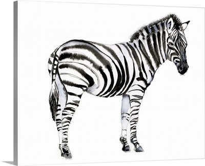 Standing Zebra I